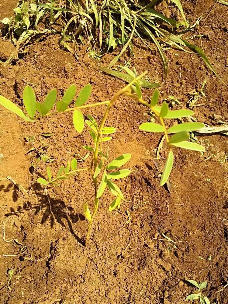 tree image