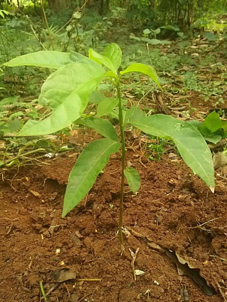 tree image