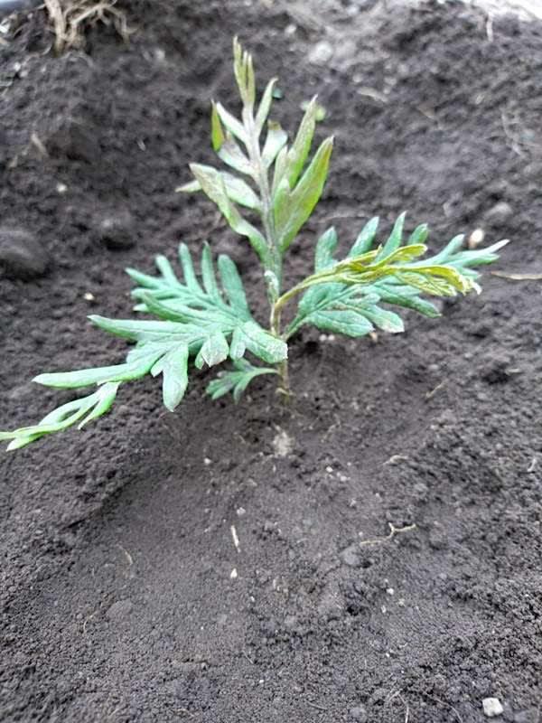 tree image