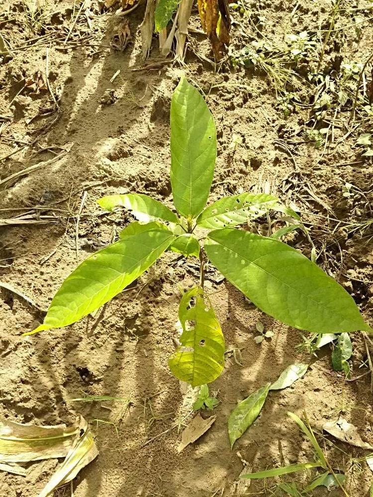 tree image