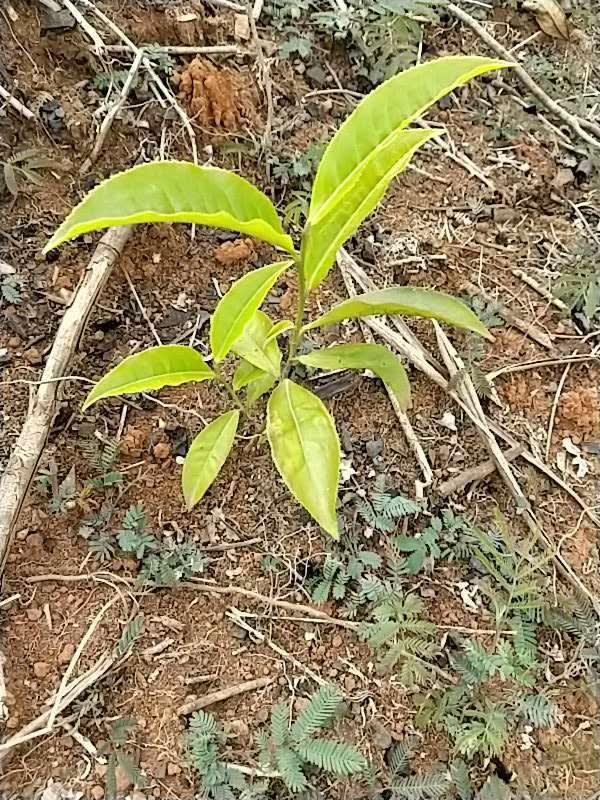 tree image