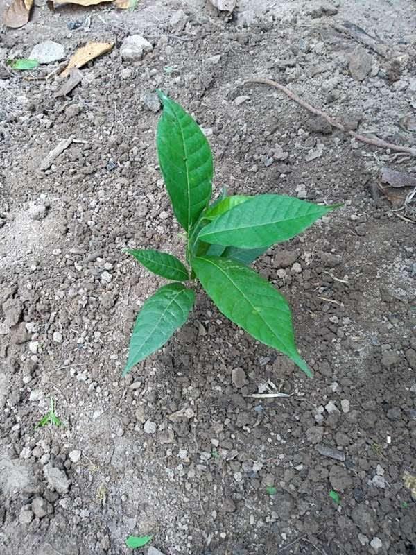 tree image
