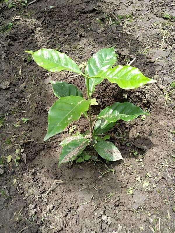tree image