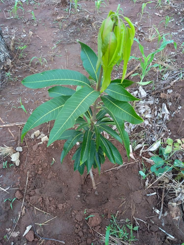 tree image