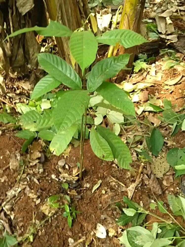 tree image