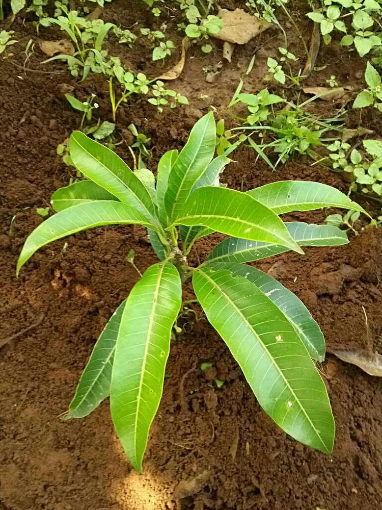 tree image