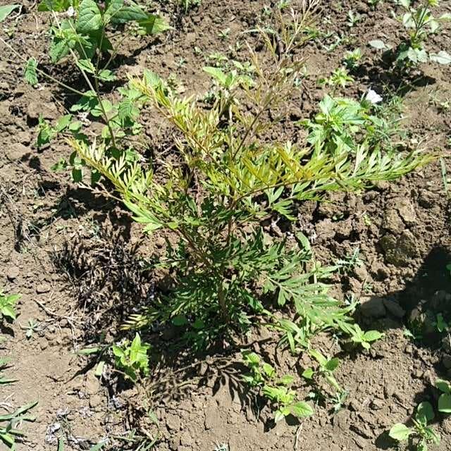 tree image