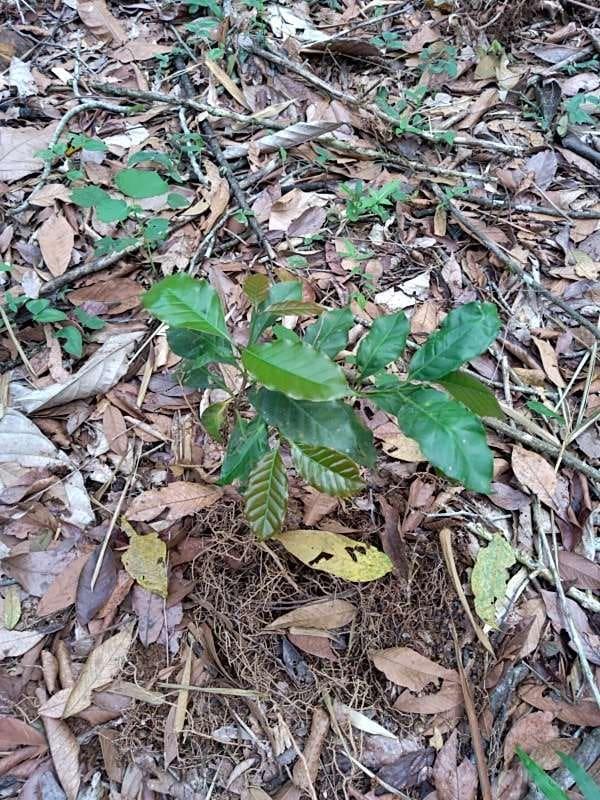 tree image