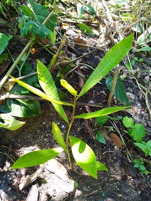 tree image
