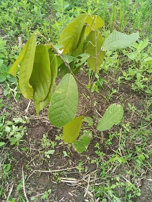 tree image