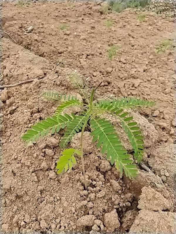 tree image