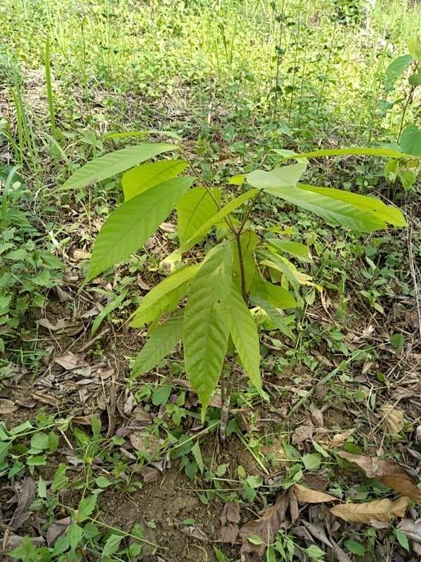 tree image