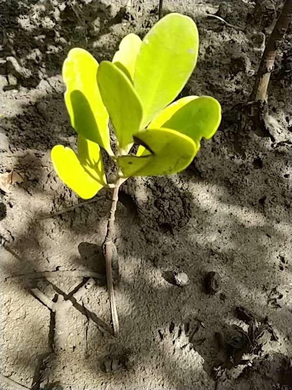 tree image