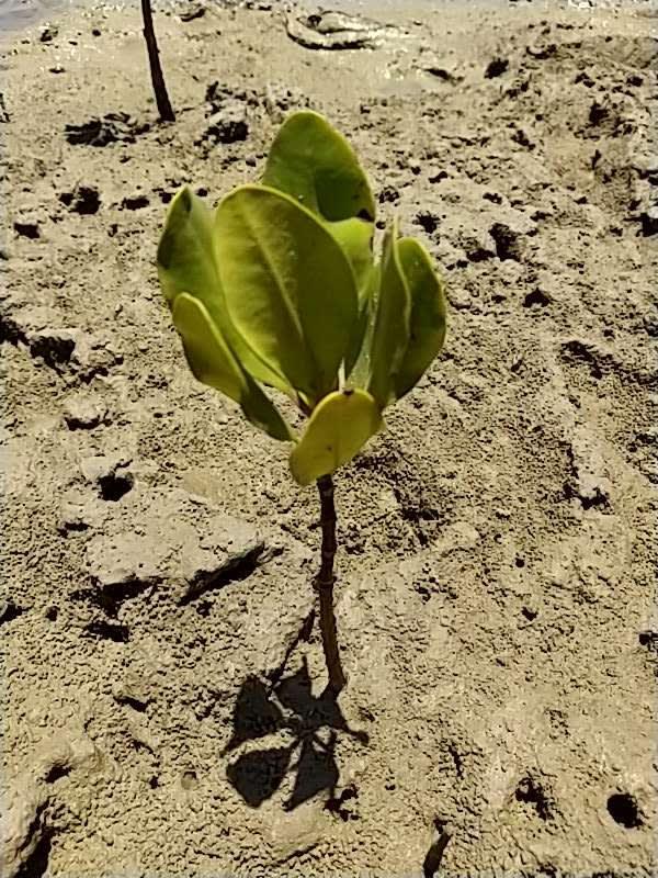 tree image