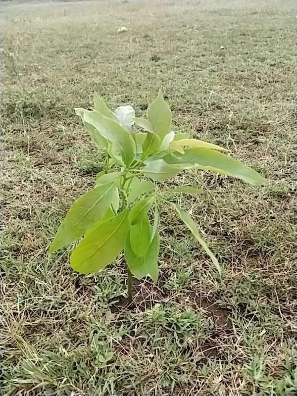 tree image