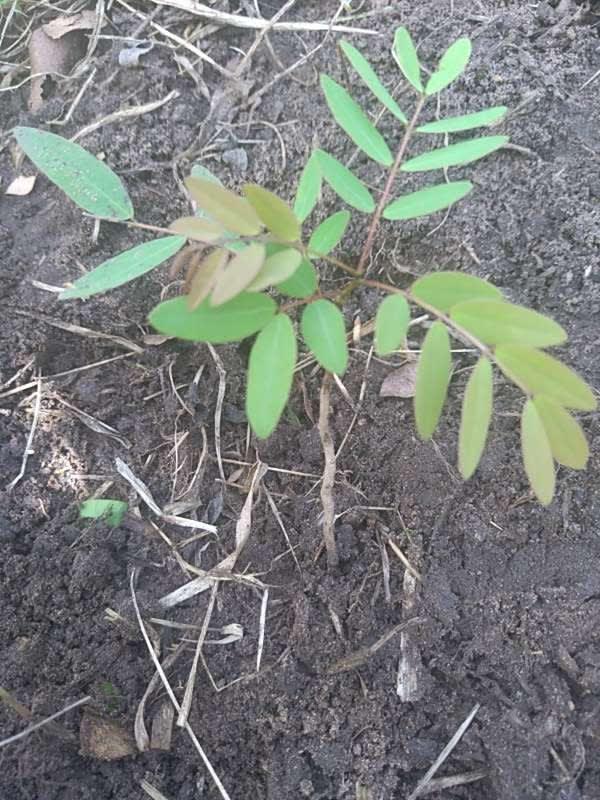 tree image