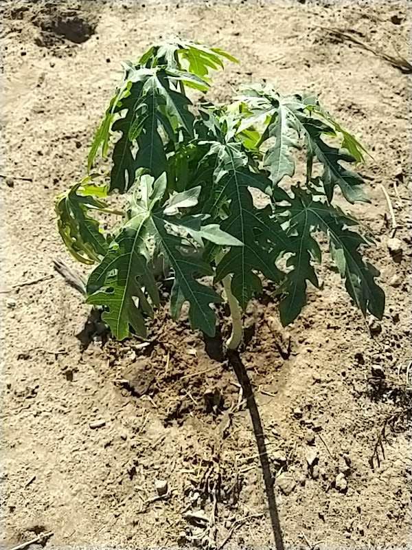 tree image