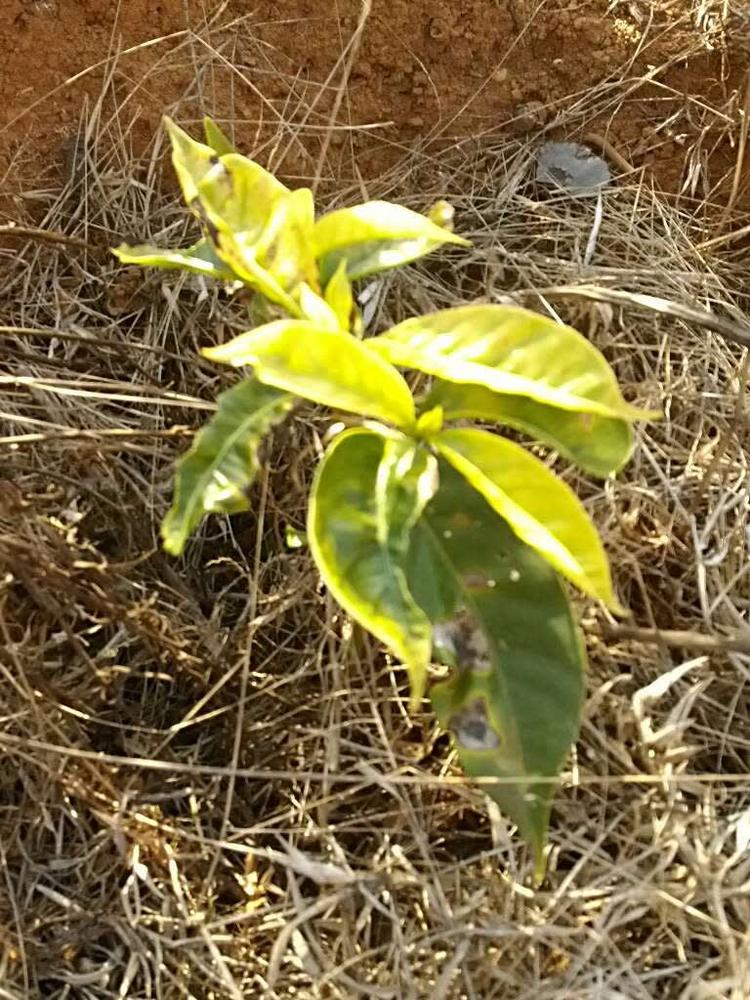 tree image