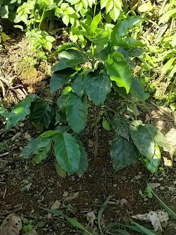 tree image