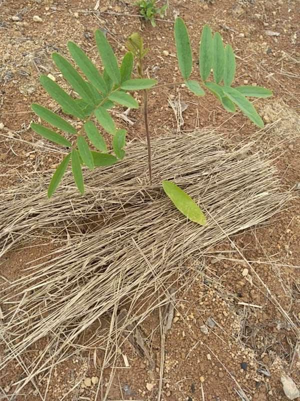 tree image