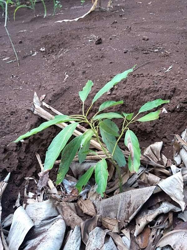 tree image