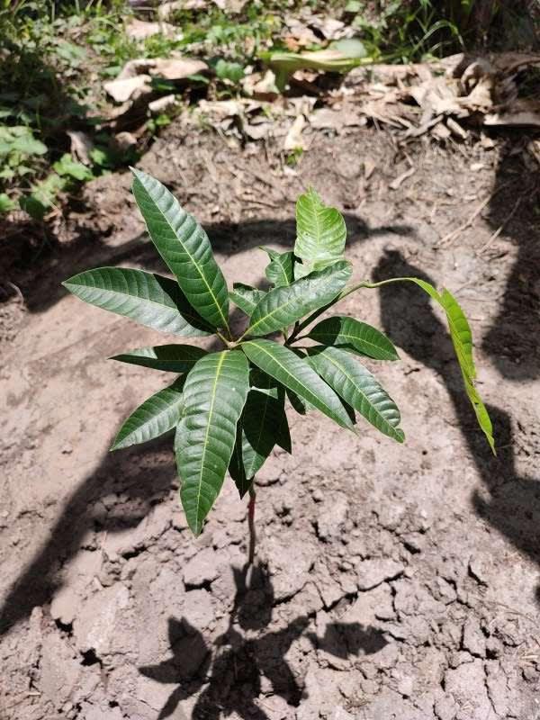 tree image