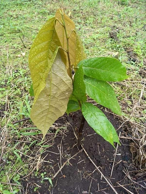 tree image