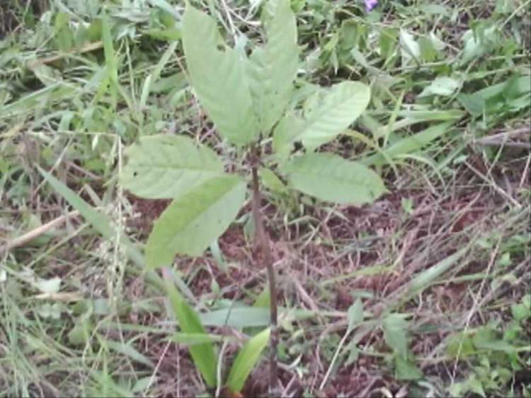 tree image