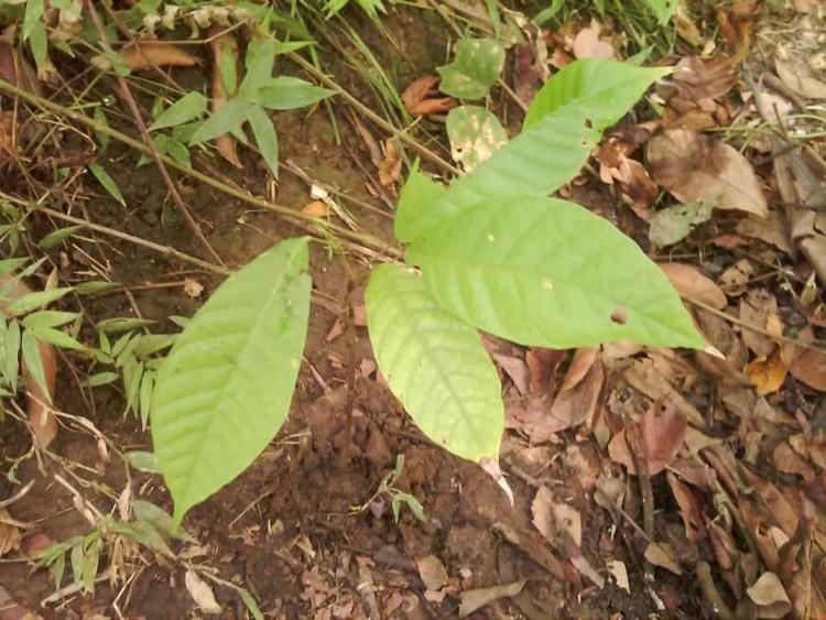 tree image
