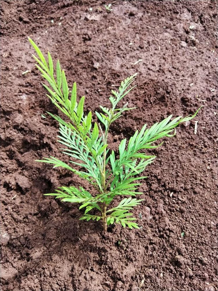 tree image