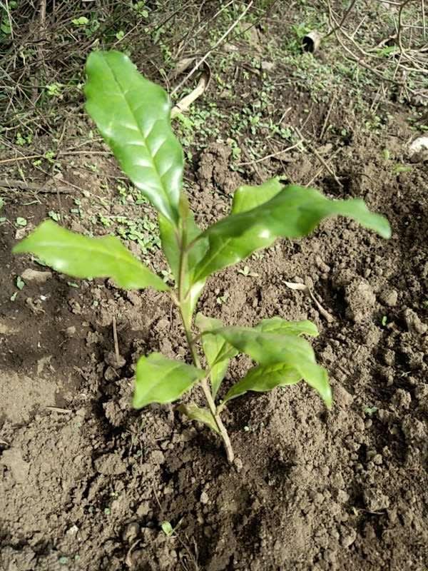 tree image