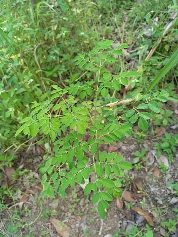tree image