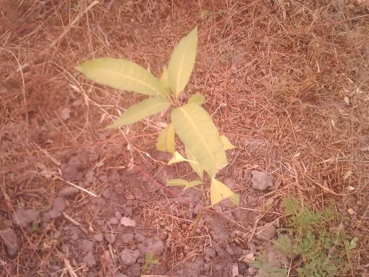 tree image