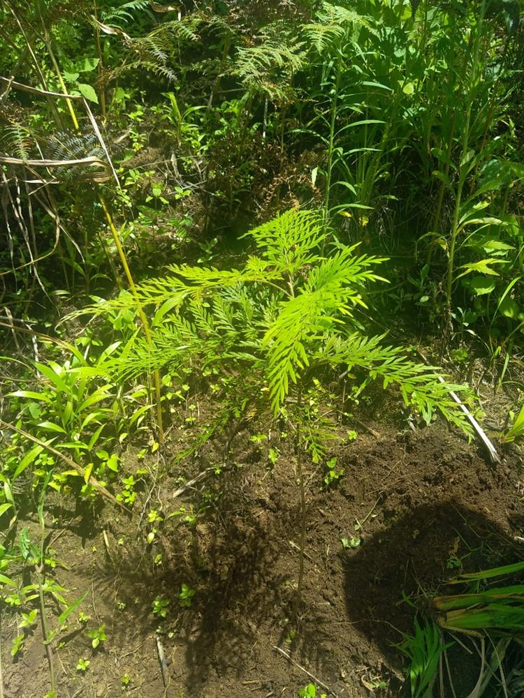 tree image