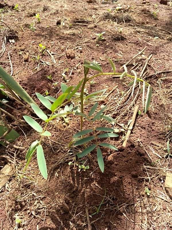 tree image