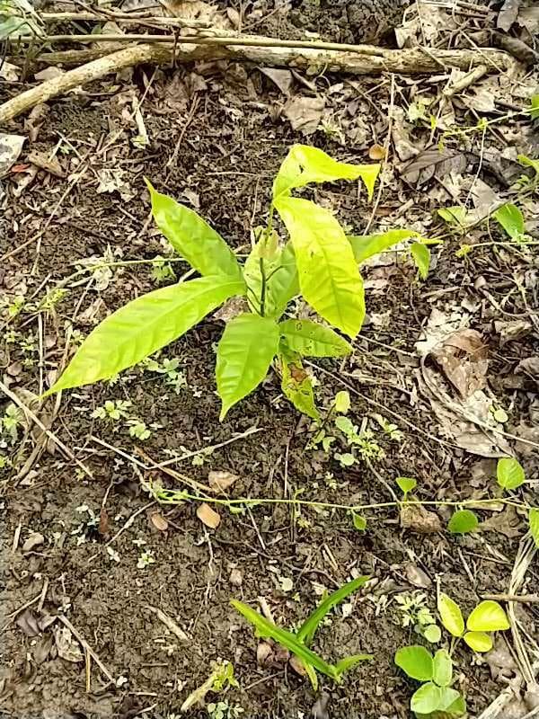 tree image