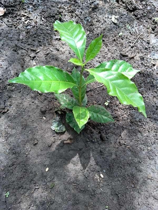 tree image