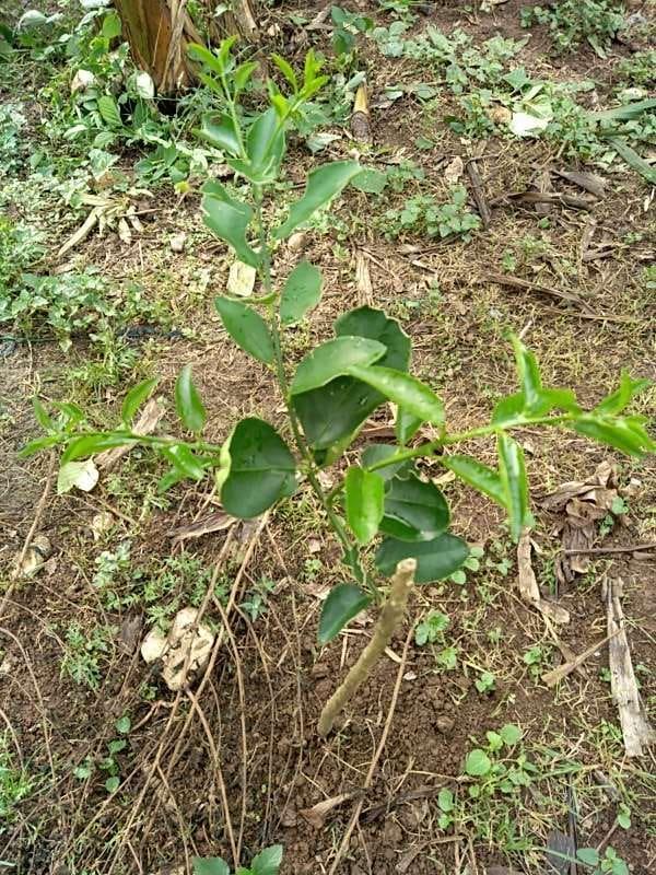 tree image