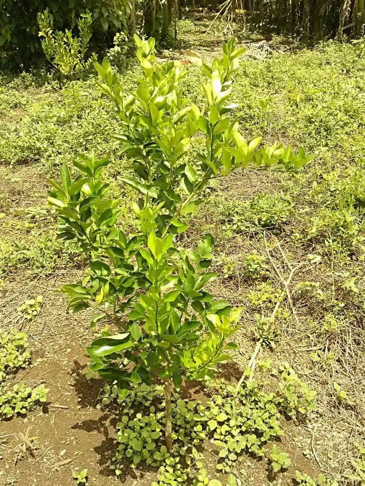 tree image