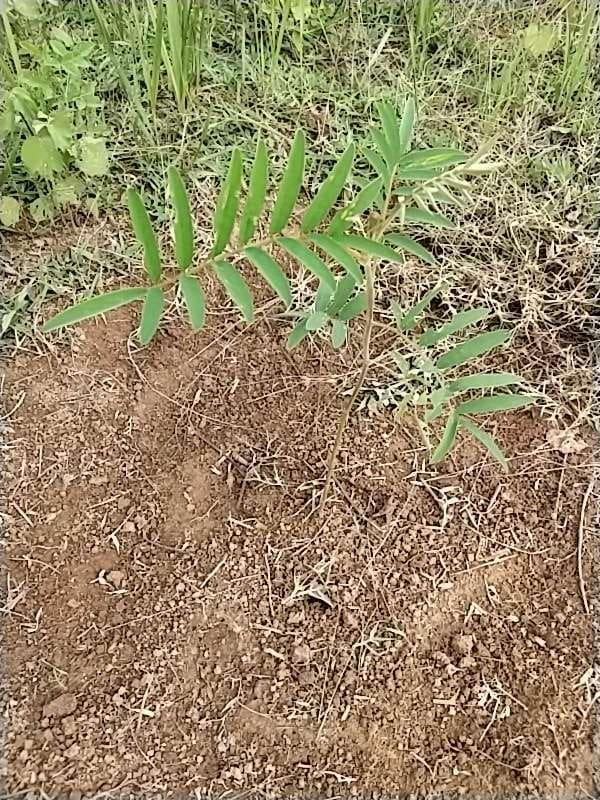tree image