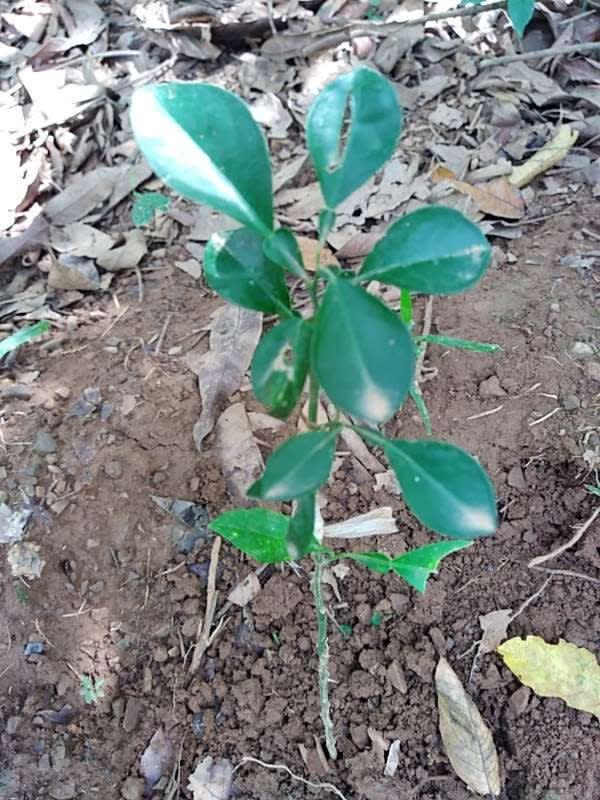 tree image