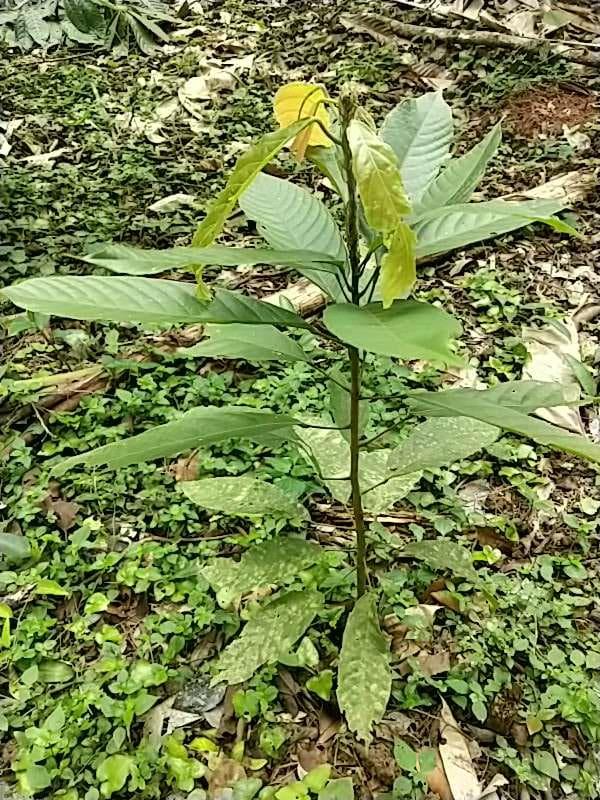 tree image