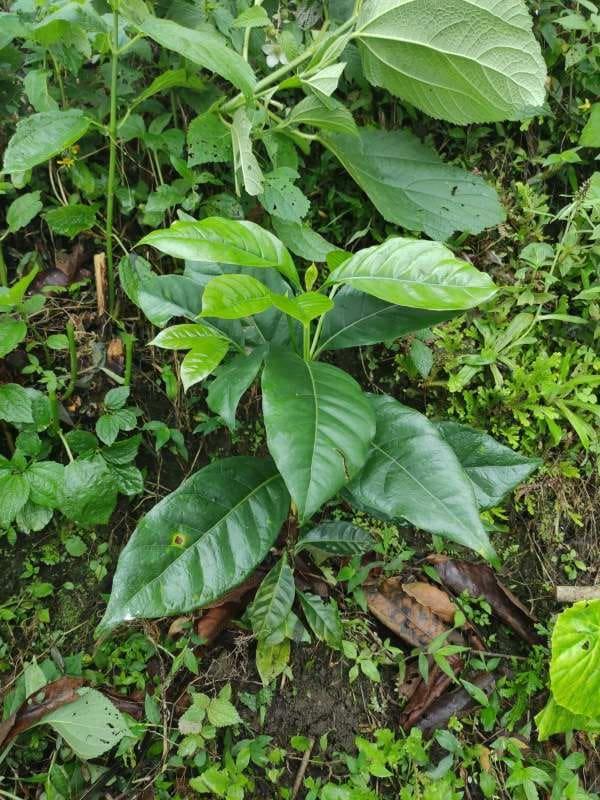 tree image