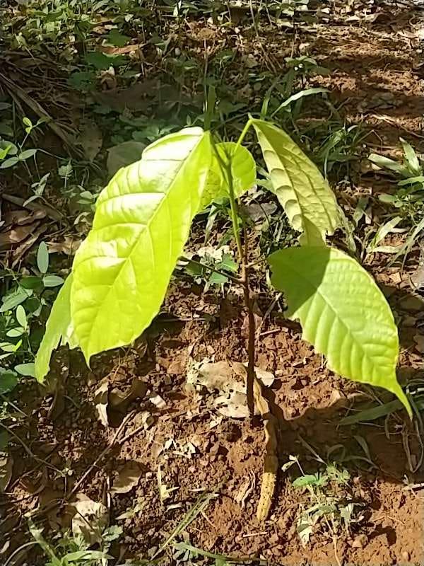 tree image