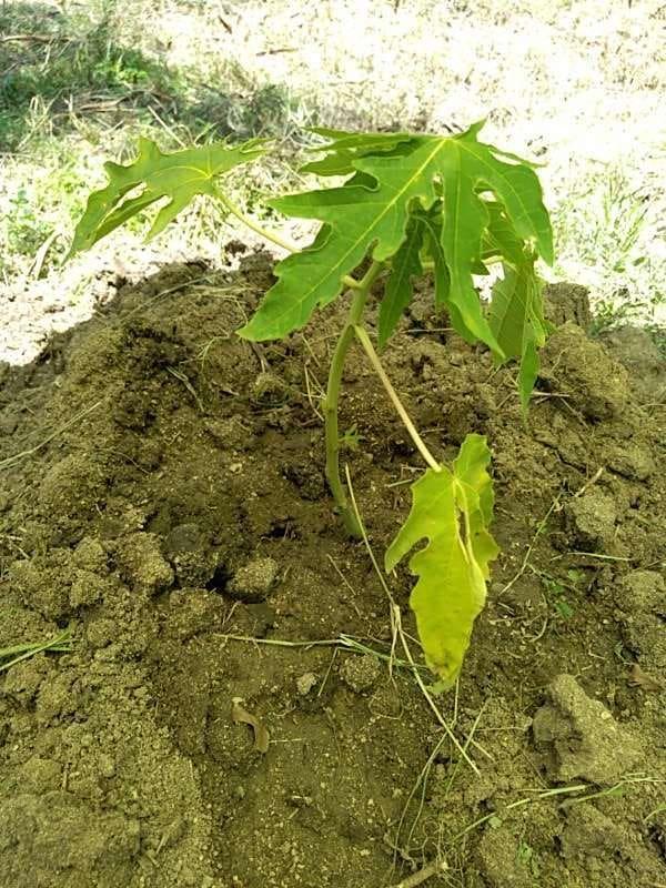 tree image
