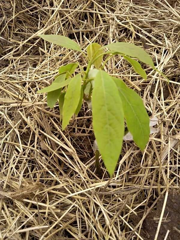 tree image