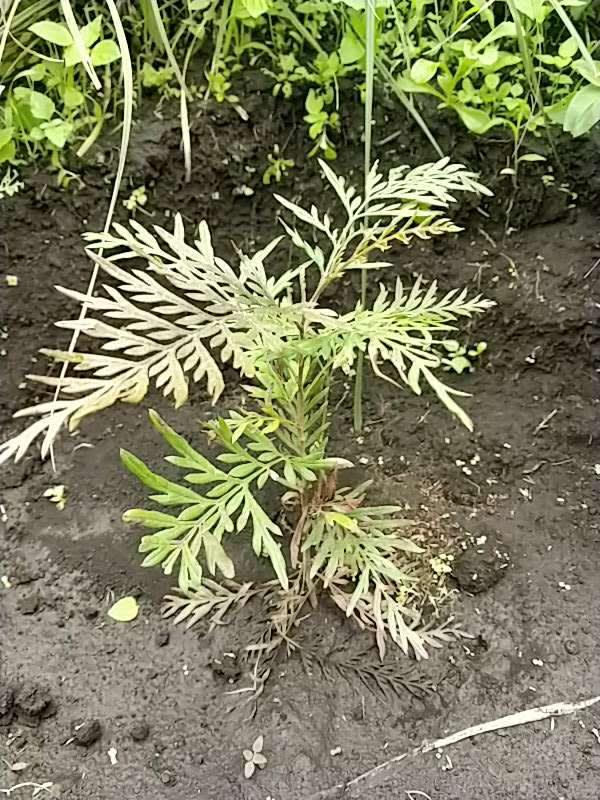 tree image
