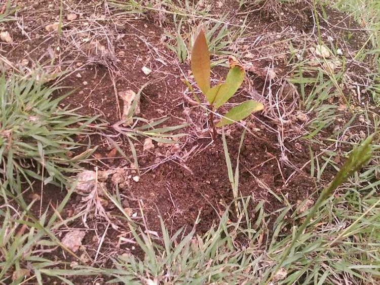 tree image