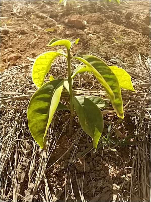 tree image