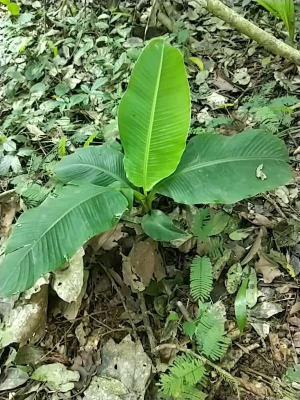 tree image